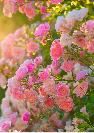 Pascale Laurence Rouvière