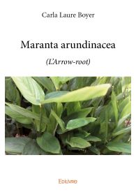 Maranta arundinacea